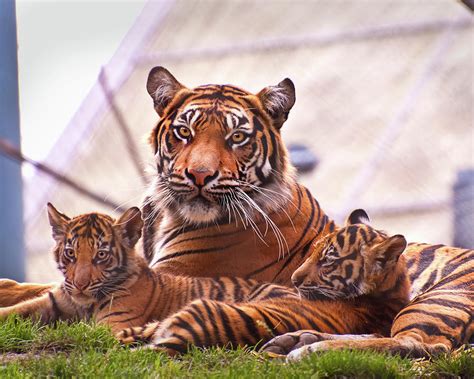 tiger family photograph  jeanette mahoney