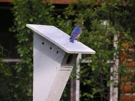 cabin countess bluebirds  tree swallows finally nesting