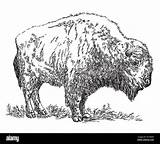 Bison Vector Illustration Drawing Hand Standing Stock Alamy sketch template