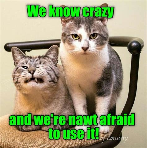 you will obey us lolcats lol cat memes funny cats funny cat