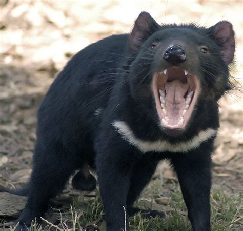 tasmanian devils  rare infectious cancer lead   extinction