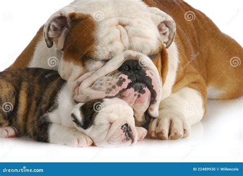 dog family stock photo image  laying father love