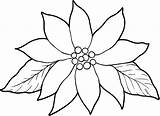 Poinsettia Coloring Drawing Christmas Printable Template Outline Flower Poinsettias Kids Line Pages Print Clipart Things Flowers Drawings Easy Leaf Library sketch template