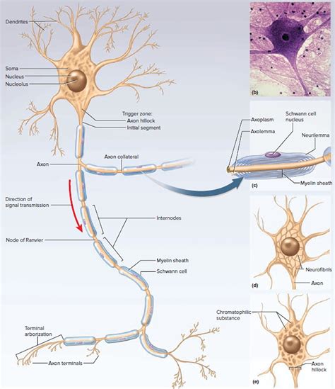 neuron anatomy diagram