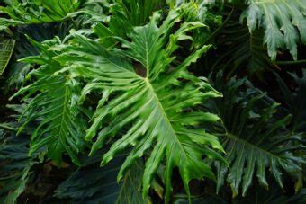grow       philodendrons container plants