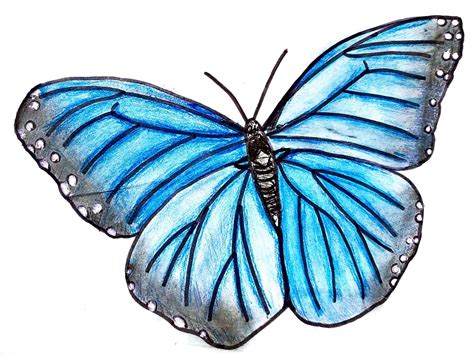 drawing dark blue butterfly hambre cero