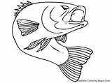 Fish Coloring Pages Bass Realistic Drawings Drawing Easy Simple sketch template