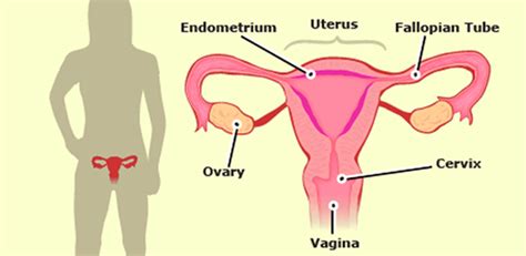 Reproductive System Human Reproductive Organs And Its