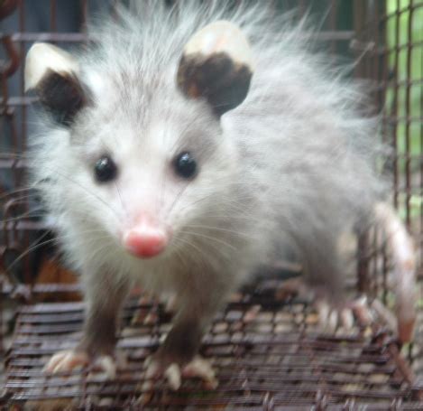 top  cutest opossum babies youll  today cute  tiny