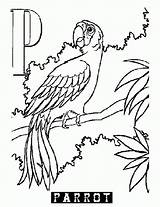 Parrot Coloring Outline Clipart Popular Alphabet Animal Library Drawing sketch template
