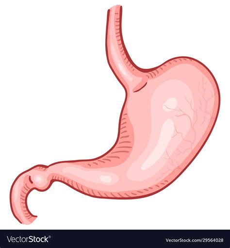 cartoon human stomach anatomical organ royalty free vector