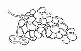 Grapes Coloring Pages Bunch sketch template