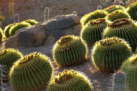 desert scene  photo  freeimages