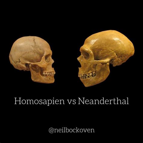 neanderthal  homo sapien skull proves    bigger brain