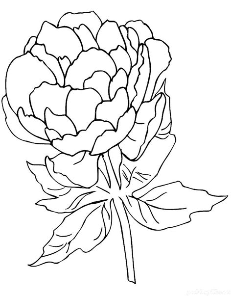 peony coloring pages    print