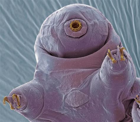 rare video footage of a tardigrade threesome that lasted 30 minutes