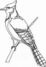 Blue Jay Bird Drawing Coloring Pages Getdrawings sketch template