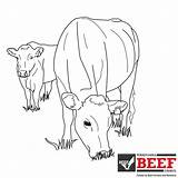 Coloring Beef Cow sketch template