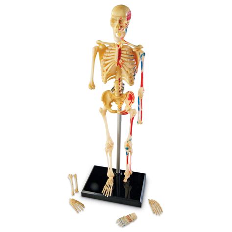 skeleton model cm  learning resources ler primary ict