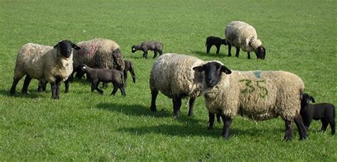 suffolk rams  suffolk sheep ireland