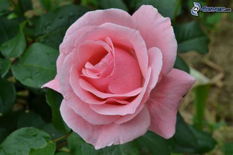 le rose  color rosa  varia tonalita  sfumature  piante  giardino