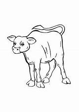Kalb Bauernhof Ausmalbild Kuh Ausdrucken Malvorlagen Besuchen sketch template