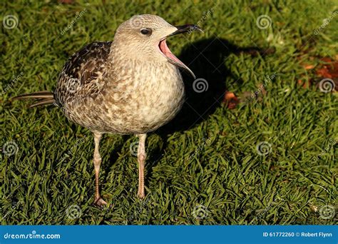gull bird beak wide open standing  grass stock photo image
