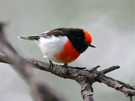 red capped robin canberra birds