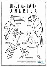 Coloring America Latin Pages Birds Colouring South Drawing Hispanic Heritage Printable Sheets American Animals Guatemala Animal Pdf Month Getdrawings Sunvil sketch template
