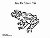 Pickerel Coloring Drawing Frog Paintingvalley sketch template