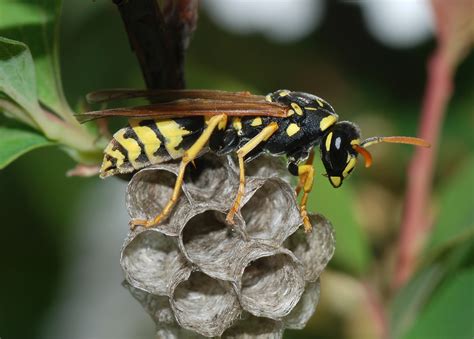 lifeoncampus european paper wasp