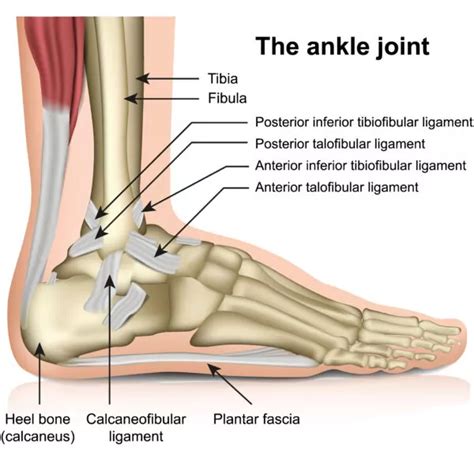basics  ankle anatomy  foot anatomy