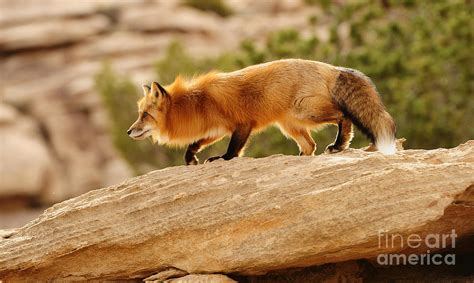 red tailed fox  dennis hammer