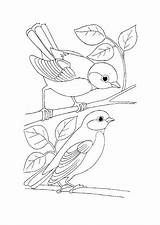 Coloring Pages Birds Bird Simple Adult Wild Kids Book Para Colouring Sheets Colorear Embroidery Printable Adults Books Pattern Aves Imprimir sketch template