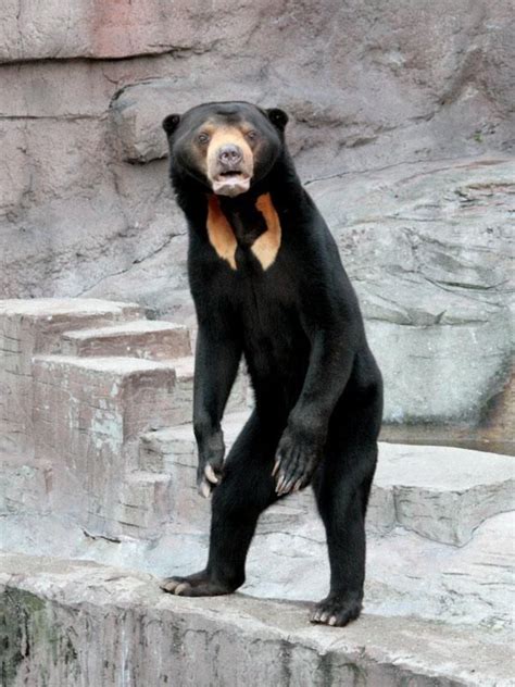 ♥️ ☆パーフェクト寄生髭 On Twitter Malayan Sun Bear Bear Bear Costume