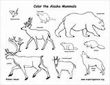 Mammals Alaskan sketch template