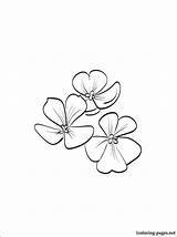 Violet Coloring Flower Drawing Pages Violets Printable Outline Tattoo Getdrawings Para Google Flowers Simple Tattoos Flor Popular Colorear Print February sketch template