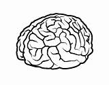 Cerebro Cervello Colorare Beyin Boyama Colorir Sulcus Cerebral Cervell Cérebro Lobes Teeth Agy Cortex Hemisphere Encefalo Acolore Utente Registrato Coloringcrew sketch template