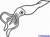 Squid Giant Draw Coloring Animals Step Sea sketch template