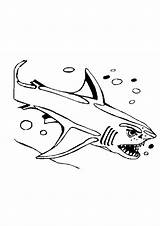 Squalo Disegni Requin Squali Colorat Rechini Requins Bambini Planse Animale P10 Coloriages Desene Bojanke Baleine Crtež Primiiani Gifgratis Cartoni Lescoloriages sketch template
