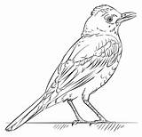 Bird Vogel Colorare Rotkehlchen Disegno Pettirosso Dieren Roodborstje Topkleurplaat Supercoloring Bleistift Zeichnung Vogels Paintingvalley sketch template