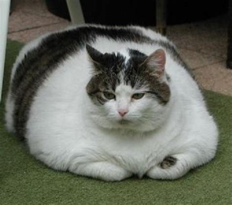 unique pictures funny fat cat pictures