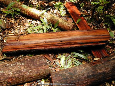 logs photo niah national park sarawak malaysia