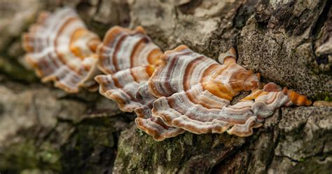 turkey tail mushroom benefits usage and side effects gaia herbs®