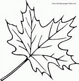 Coloring Leaves Pages Print Leaf Library Clipart Maple Kids sketch template