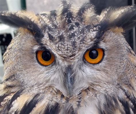 wildlife  landscapes eagle owl