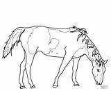 Cavalo Colorir Grazing Ausmalbilder Ausmalbild Pferde Quarto Pastando Imprimir sketch template