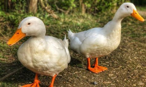 pekin ducks male  female     difference