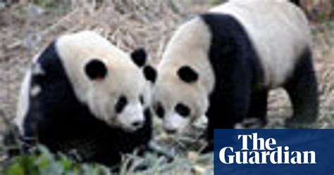 Panda Peace Offering World News The Guardian