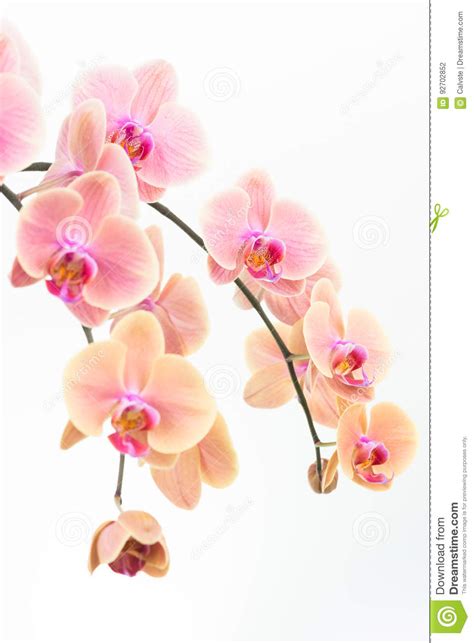 peach phalaenopsis orchids close  stock photo image  bright